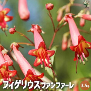 y}\N[|zzztBQEX t@t@[ ԕc 3.5|bg Ԃ̕c P[vtNVA K[fjO A nA  [