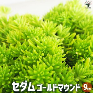 yzZ_ S[h}Eh ԕc 9cm|bg OhJo[ ϗtA rO ItBX CeA  [