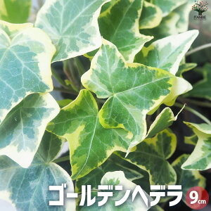 yzS[fwf ԕc 9cm|bg ϗt J[[t OhJo[ nMO  [