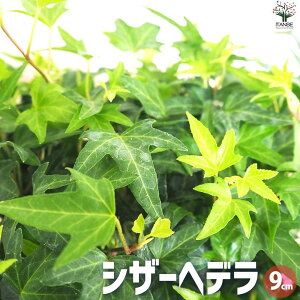 yzVU[wf ԕc 9cm|bg ϗt J[[t OhJo[ nMO  [