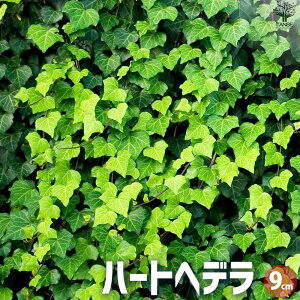 yzwf n[gwf ԕc 9cm|bg J[[t OhJo[ nLO Ԃ̕c ϗtA  [