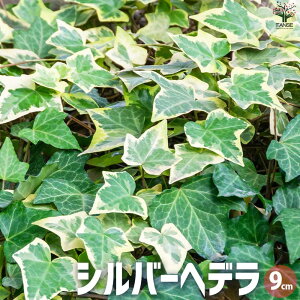 yzwf Vo[wf ԕc 9cm|bg J[[t OhJo[ nLO Ԃ̕c ϗtA  [