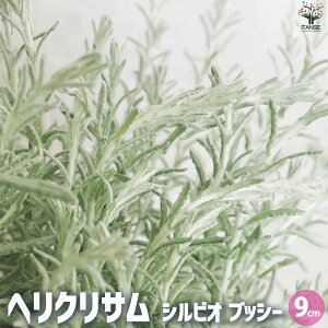 yzwNT VrI ubV[ ԕc 9cm|bg J[[t Ԃ̕c OhJo[ nLO  [