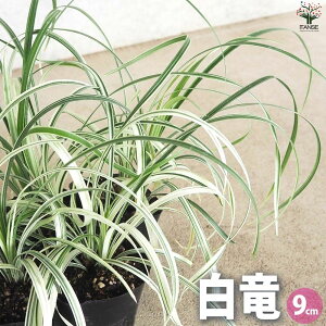 yzEmqQ  nNE ԕc 9cm|bg OhJo[ ̕E Ԃ̕c nA  [