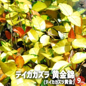 yzeCJJY  ԕc 9cm|bg Ԃ̕c J[[t OhJo[ nMO  [