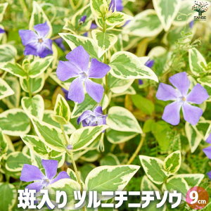 yz cj`j`\E ԕc 9cm|bg Ԃ̕c J[[t OhJo[ nMO  [