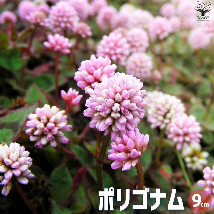 楽天市場】【送料無料】ポリゴナム ヒメツルソバ【花苗 9cmポット】花 