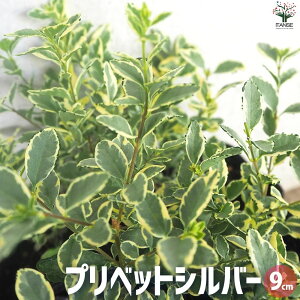 yzvxbgVo[ Vo[vxbg ԕc 9cm|bg Ԃ̕c J[[t OhJo[ nMO  [