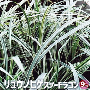 yzEmqQ Xm[hS ԕc 9cm|bg J[[t Ԃ̕c ̕E OhJo[  [