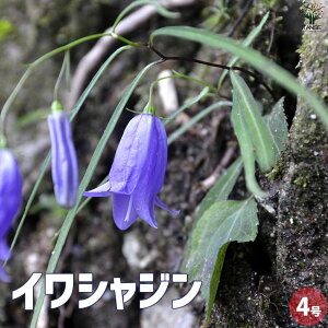 y}\N[|zzz⍹Q CVW ԕc 4|bg Ԃ̕c ϊ h nA A K[fjO  [