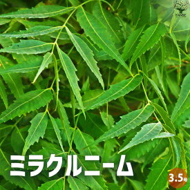 【送料無料】ニームの木 ミラクルニーム 花苗 3.5号ポット 花の苗 花木苗 忌避ハーブ ハーブ ニーム ガーデニング 送料無料 即納