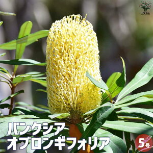 【送料無料】バンクシア オブロンギフォリア 花苗 5号鉢 花苗 花木苗 花の苗 ガーデニング 鑑賞 栽培 庭園 菜園 送料無料 即納