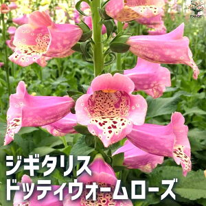 yzWM^X hbeBEH[[Y ԕc 3.5cm|bg Ԃ̕c K[fjO 񂹐A x h  [