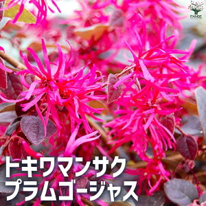 【送料無料】トキワマンサク プラムゴージャス 花苗 5号ポット 常盤万作 常盤満作 黒系の葉を通年楽しめるカラーリーフとしても人気 送料無料 即納