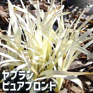 【送料無料】ヤブラン ピュアブロンド 花苗 5号ポット 花苗 花の苗 カラーリーフ 芝生 リリオペ グランドカバー 送料無料 即納