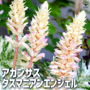 yzAJTX [X ^X}jAGWF ԕc 5|bg ԕc Ԃ̕c j[ LLE OhJo[  [