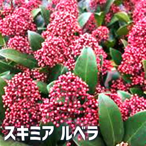 ySSԑSi10OFFzXL~A x ԕc 3|bg Skimmia japonica Β hCt[ J[[t |i  [