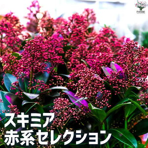 ySSԑSi10OFFzXL~A ZNV ԕc 3|bg Skimmia japonica Β hCt[ J[[t |i  [