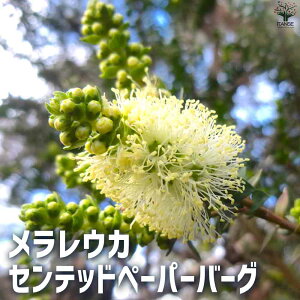 yzEJ Zebhy[p[o[O ԕc 5 eB[c[ v  Β ΍  N Lve NbN  [