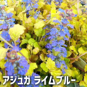 【送料無料】アジュガ ライムブルー 花苗 3〜3.5号ポット アユガ 西洋キランソウ 十二単 西洋十二単 Ajuga reptans Burgundy Glow ガーデニング 送料無料 即納