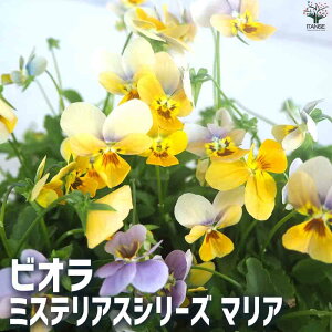 yzrI ~XeAXV[Y }A ԕc 3.5|bg ԕc Ԃ̕c IWirI rI т   Mtg 蕨  [