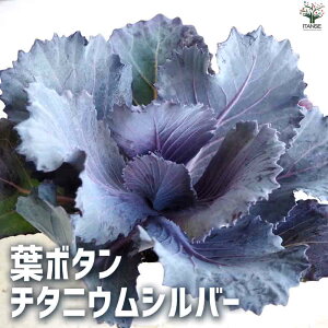 y}\N[|zzzt{^ `^jEVo[ ԕc 2.5|bg n{^̕c tO t{^ t{^̕c Y  K[fjO Mtg v[g  [