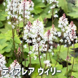 yzeBAA EB[ ԕc 3.5|bg b Y_NV Tiarella K[fjO ӏ ͔| 뉀 ؉  [