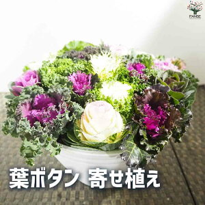 yzt{^ 񂹐A ԕc 9 n{^̕c tO t{^ t{^̕c Y  K[fjO Mtg v[g  [