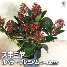 【送料無料】スキミヤ ルベラ・プレミアム4～5本立ち【花苗 3号鉢】花苗 花の苗 つぼみ 観賞用 ガーデニング