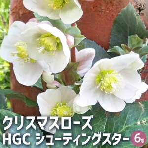 yzNX}X[Y HGC V[eBOX^[ ԕc 6 NX}X[Yc L{EQ w{X Ԑ J[[t _ _  A Ԗ Ԓd  [