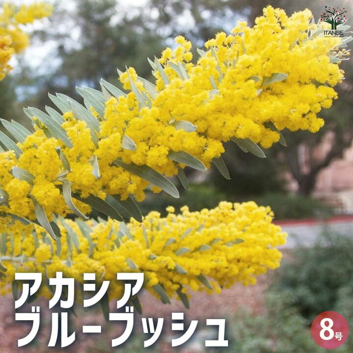 フレッシュミモザ 切り花 生花 アカシアブルーブッシュ 8 （ミモザ 