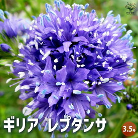 【送料無料】ギリア レプタンサ 花苗 3.5号ポット 春の花 こぼれ種 丈夫 育てやすい しっかり立つ ガーデニング 送料無料 即納