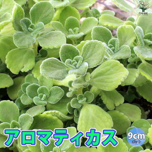 yzA}eBJX̕c n[u̕c 9cm n[uc c 񂽂͔| ͔| K[fjO  [