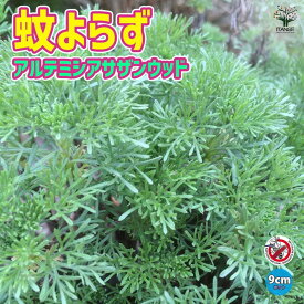 【ポイント2倍★マラソン期間】蚊よらず ( アルテメシア サザンウッド ) ハーブ苗 9cmポット アルテミシア ワームウッド 防虫 虫除け 多年草 コンパニオンプランツ 農園 グランドカバー ベランダ 寄せ植え 送料無料 即納