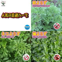 楽天市場】種 猫寄らずの通販