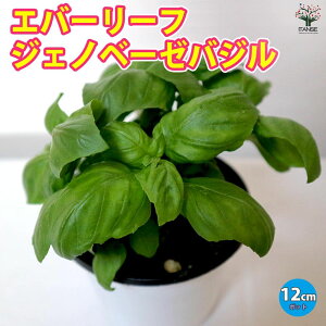 yzGo[[t WFmx[[ XC[goW̕c n[uc 12cm|bg lC n[u̕c oWc XC[goWc ؕc ƒ؉ v^[ A ͔| x_؉ v