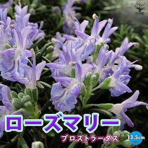 yz[Y}[ vXg[^X n[uc 13.5cm|bg [Y}[c OhJo[ x_ 뉀 Ntg herb Mtg  A}es[ |v n[ueB[ InA 