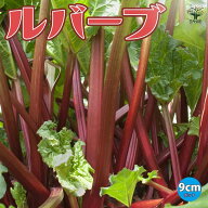 【送料無料】ルバーブの苗 ハーブの苗 9cmポット ルバーブ苗 ルバーブ 苗 ルバーブジャム ルバーブスムー…