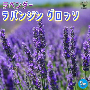 yzoW Ob\ x_[̕c n[u̕c 9cm|bg x_[̕c x_[c t`x_[ FAi n[uc n[u̕c Ԃ̕c ƒ؉ K[fjO