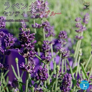 yzx_[ ZeBBAu[ n[u̕c x_[̕c herb n[u n[uc K[fjO ƒ؉  [