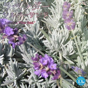 y}\N[|zzzx_[̕c Vo[Th n[u̕c 3.5O|bgc x_[̕c x_[c t`x_[ FAi n[uc n[u̕c Ԃ̕c