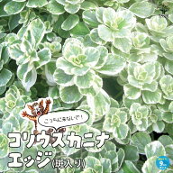 【送料無料】こっちに来ないで！コリウスカニナ エッジ ( 斑入り葉 ) ハーブの苗 9cmポット苗 猫よけハー…
