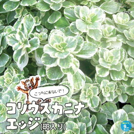 【送料無料】こっちに来ないで！コリウスカニナ エッジ ( 斑入り葉 ) ハーブの苗 9cmポット苗 猫よけハーブ ねこよけ ネコ対策 猫対策 忌避 コリウス カリナ ハイブリッド Coleus Canina Hybrid PVP 送料無料 即納