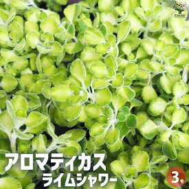 【送料無料】アロマティカス ライムシャワー ハーブの苗 3号 ハーブ ハーブ苗 アロマ 香り 虫よけ インテリア 送料無料 即納