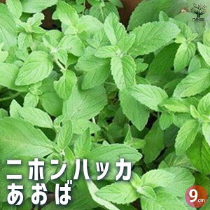 yzjznbJ  3Zbg n[u̕c 9cm|bg n[u {̃n[u anbJ n[ueB[  K[fjO  [