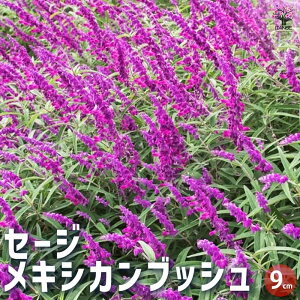 yzZ[W LVJubV 3Zbg n[u̕c 9cm|bg Hpn[u  R NETrA pTrA K[fjO  [