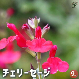 【マラソン期間★ポイント5倍】チェリーセージ 3個セット ハーブの苗 9cmポット 宿根草 丈夫 暑さに強い 育てやすい 夏から秋の花 ガーデニング 送料無料 即納