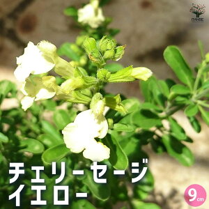 yz`F[Z[W CG[ 3Zbg n[u̕c 9cm|bg h v ɋ Ă₷ ĂH̉ K[fjO  [