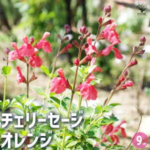 【マラソン期間★ポイント5倍】チェリーセージ オレンジ 3個セット ハーブの苗 9cmポット 宿根草 丈夫 暑さに強い 育てやすい 夏から秋の花 ガーデニング 送料無料 即納