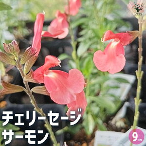 【マラソン期間★ポイント5倍】チェリーセージ サーモン 3個セット ハーブの苗 9cmポット 宿根草 丈夫 暑さに強い 育てやすい 夏から秋の花 ガーデニング 送料無料 即納